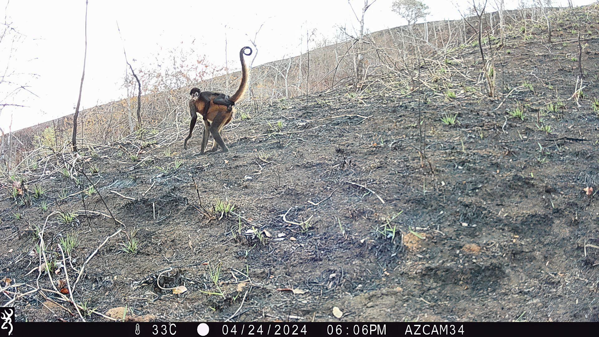 Azuero Spider Monkey_© Hubert Szczygieł.jpg