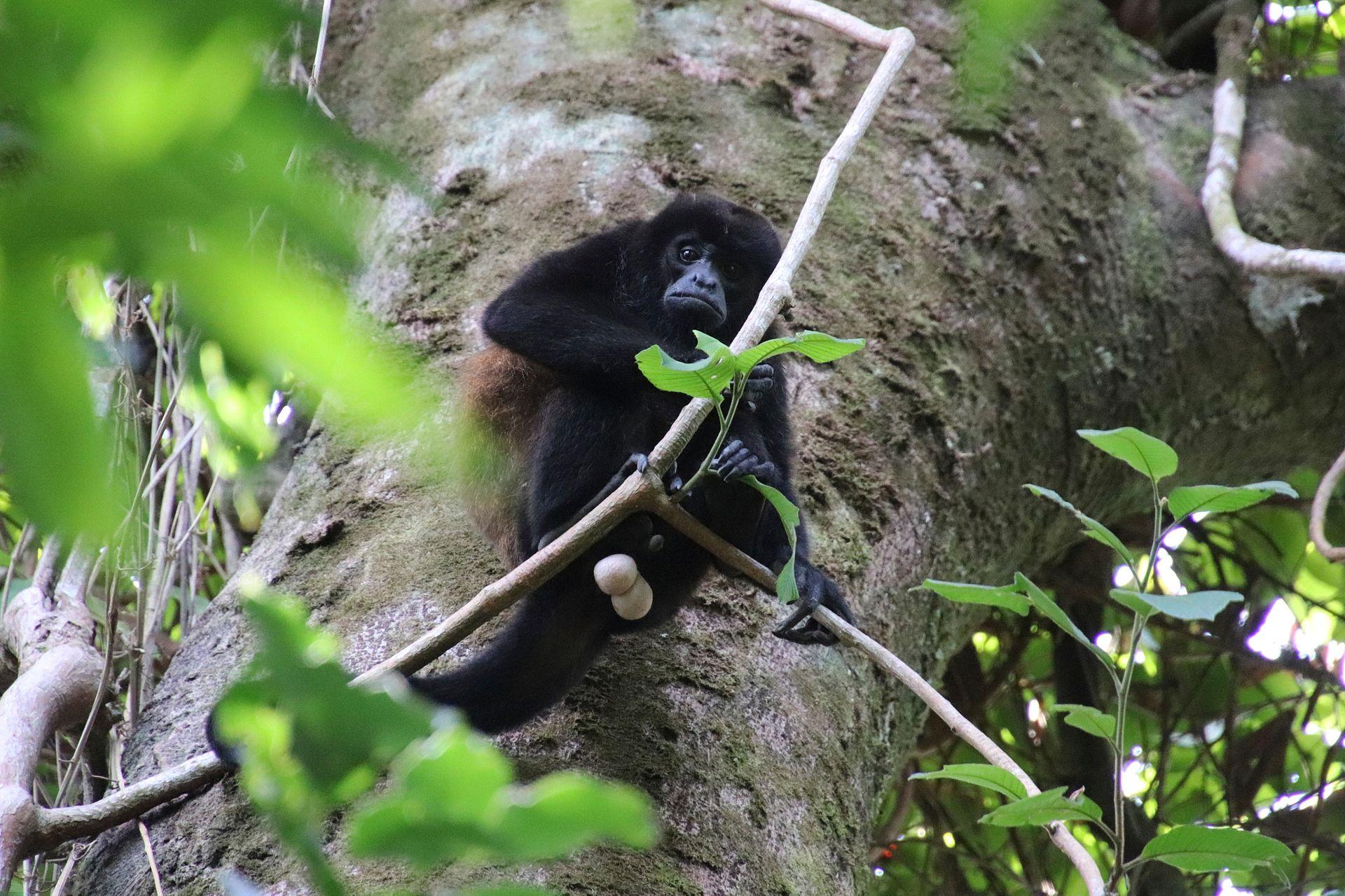 Coiba Howler_© Isis Khalil.jpg