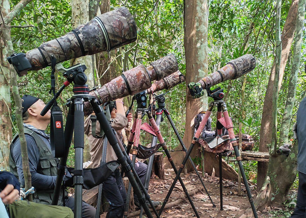 Grupo de observadores de aves con cámaras y telescopios sobre trípodes en un bosque tropical durante una jornada de observación de guacamayos.