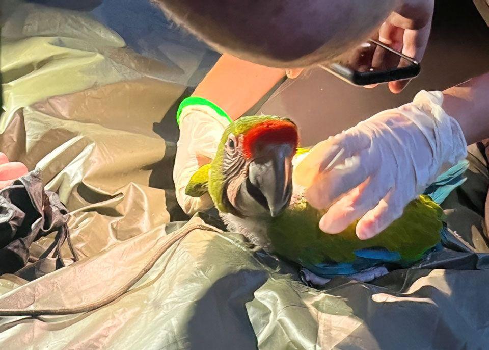 Pichón de Guacamaya Verde siendo revisado cuidadosamente por un equipo de conservación durante actividades de monitoreo en Azuero.