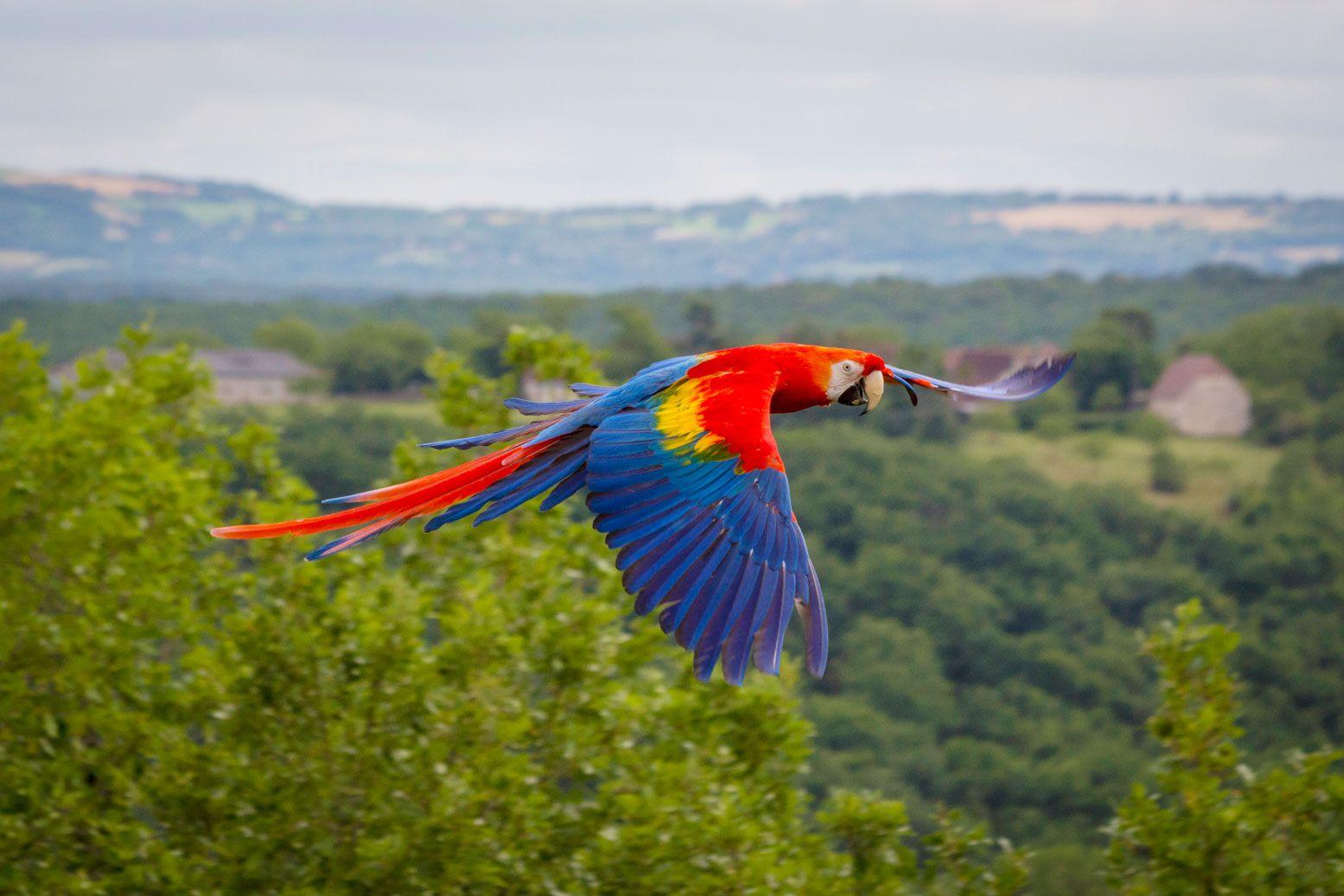 Enjoy the Benefits of Native Trees and Support the Macaws of Panama