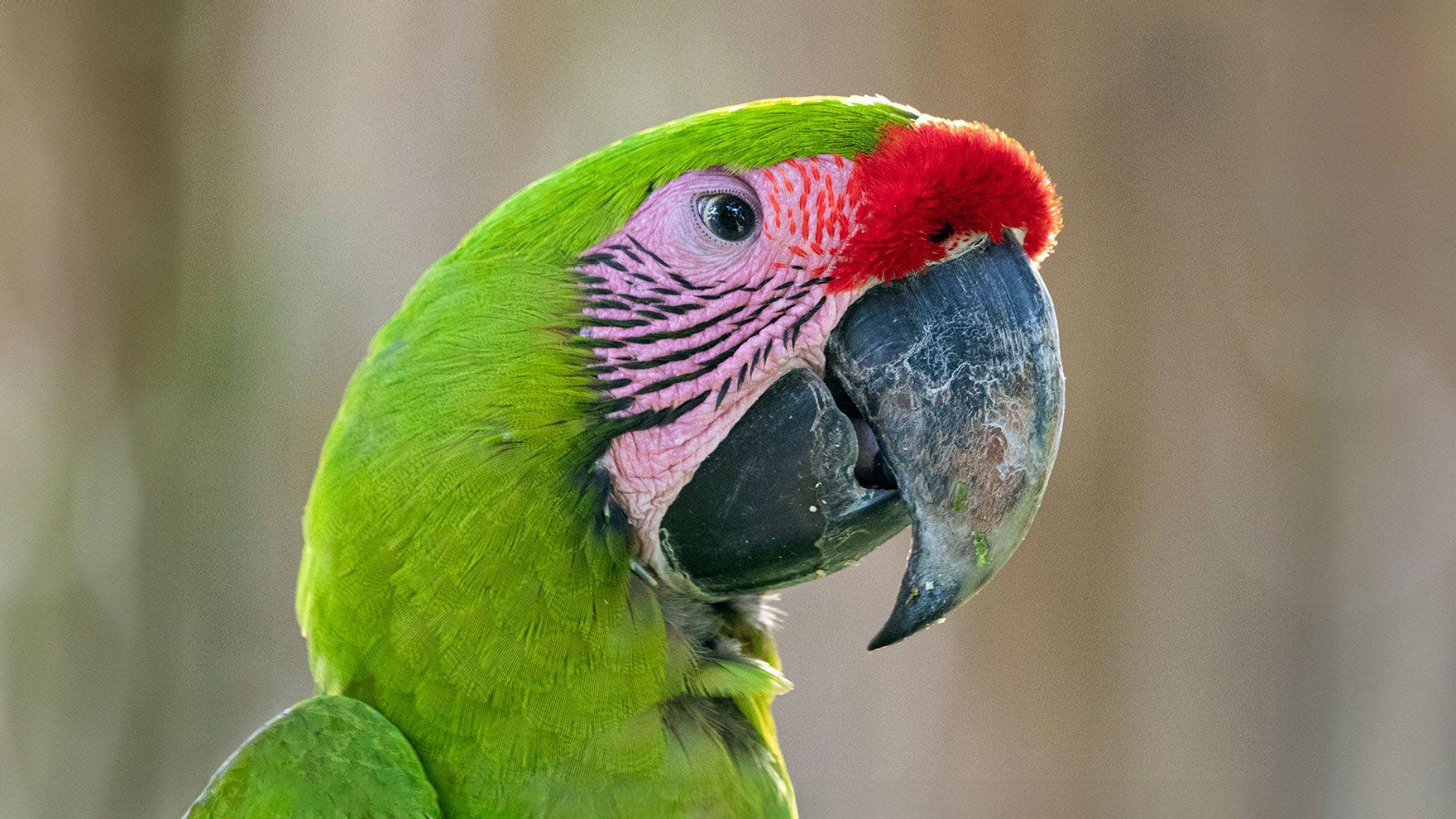 Close-up portrait of a Great Green Macaw with bright green plumage, a red forehead, and a black beak.