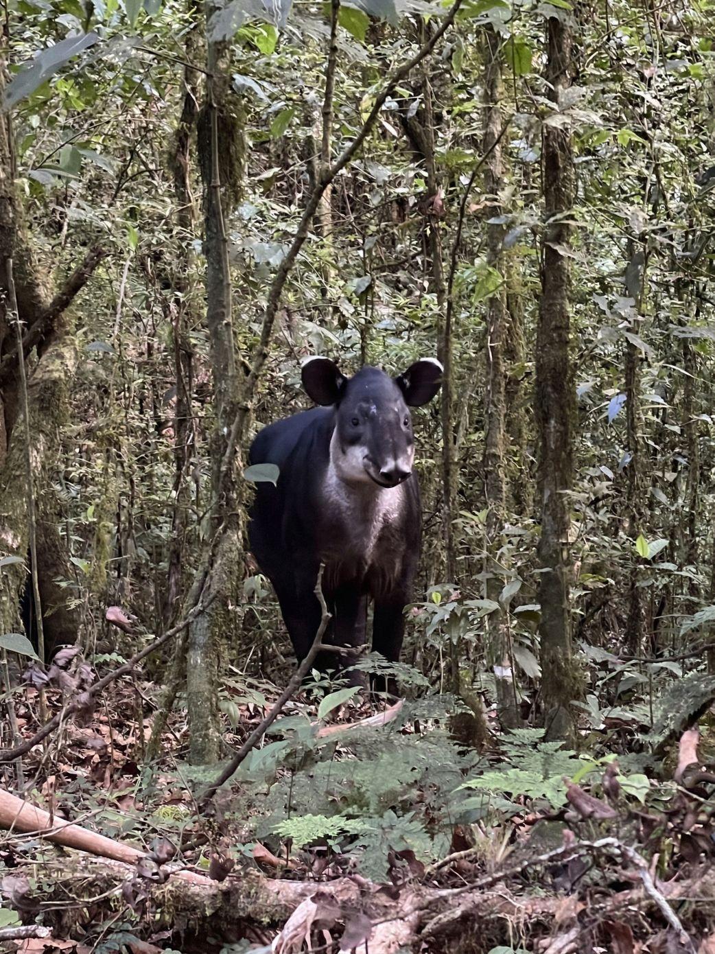 Tapir_©ghrosenberg.jpg