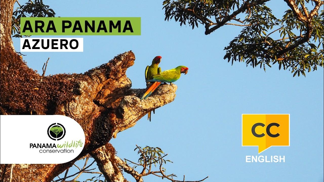 Watch the project video