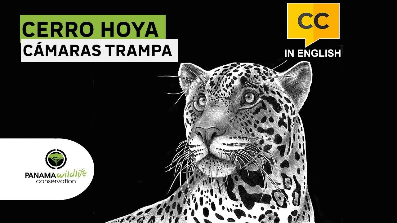 Watch the project video