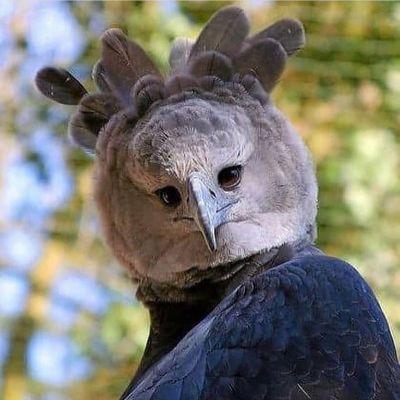Harpy Eagle