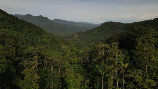 Humid Tropical Forests