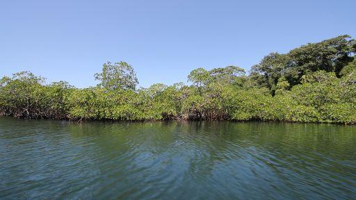 Mangroves and Wetlands
