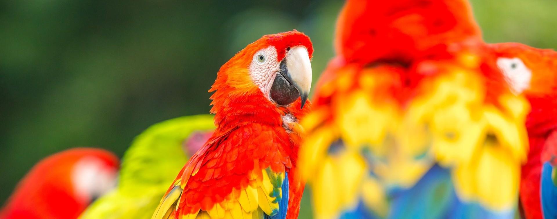 Panama landscape background