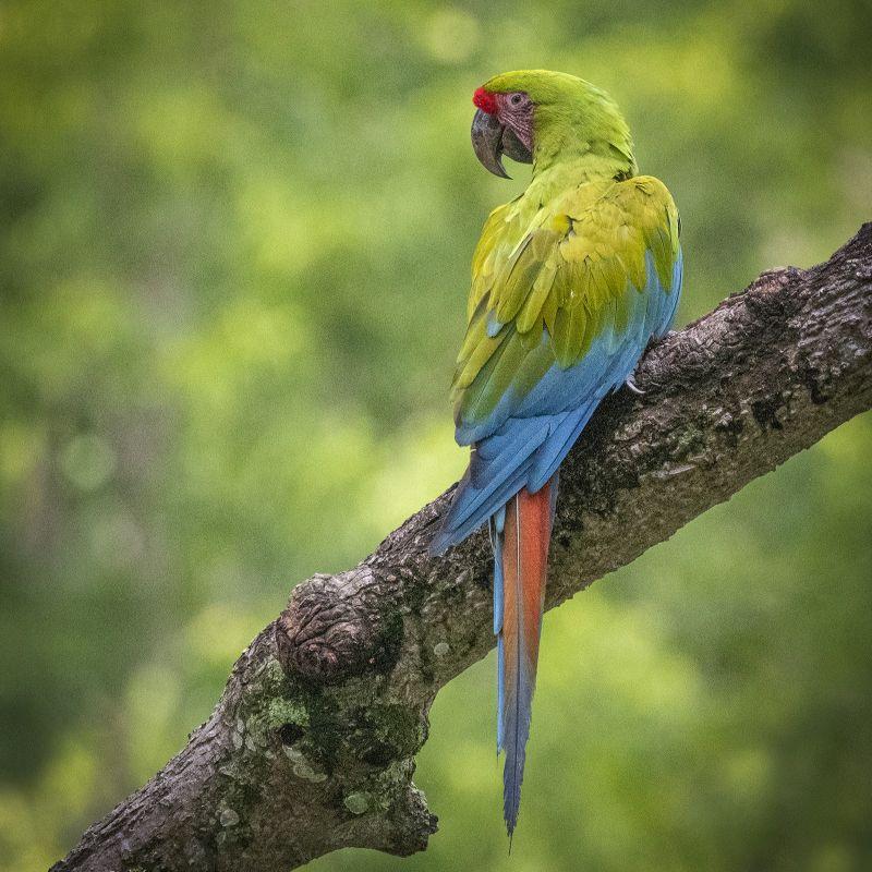 Conservation mission in action