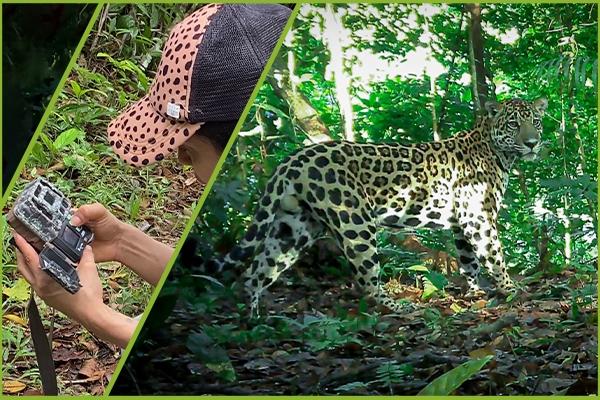 Jaguars Without Conflict