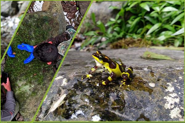 Harlequin Frog