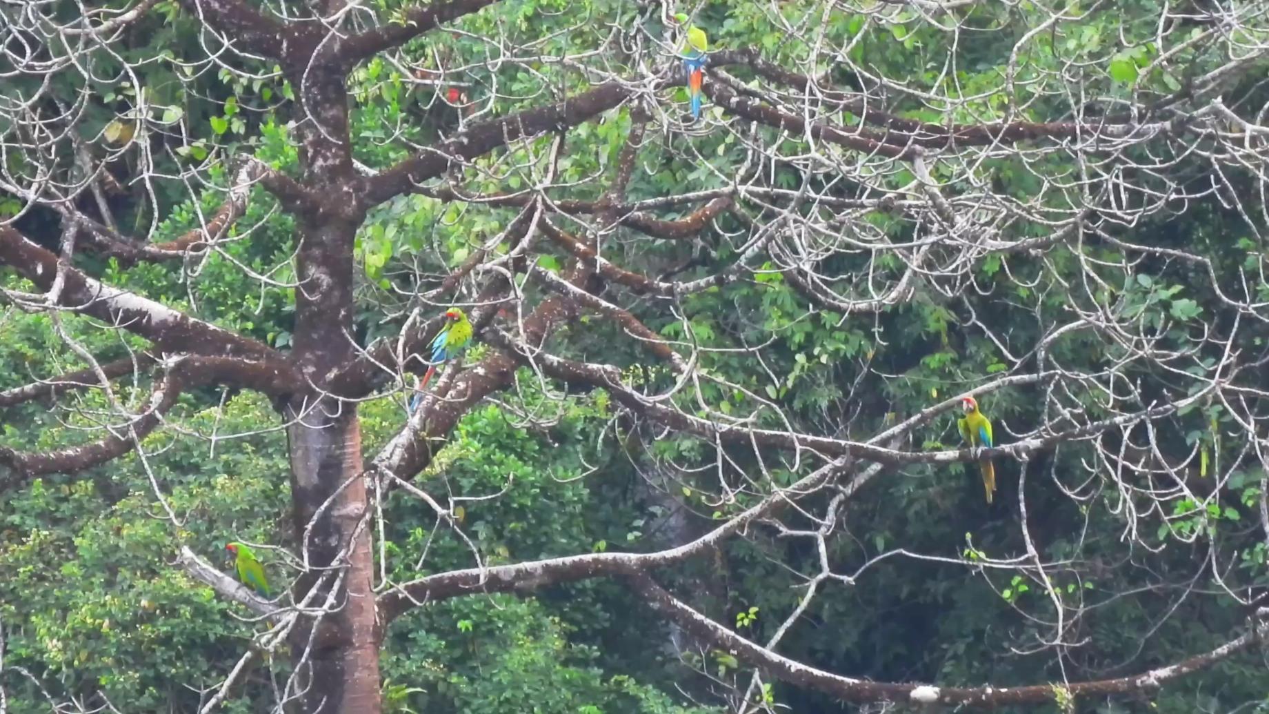 Great green macaw pair in nesting cavity
