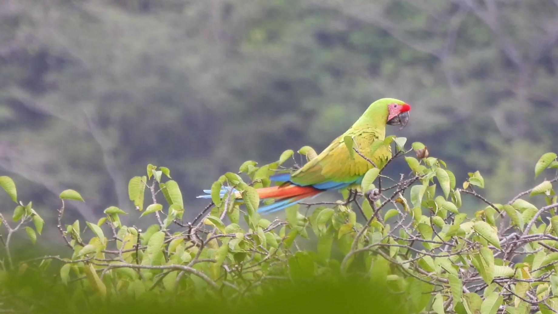 Great green macaw perched on a branch