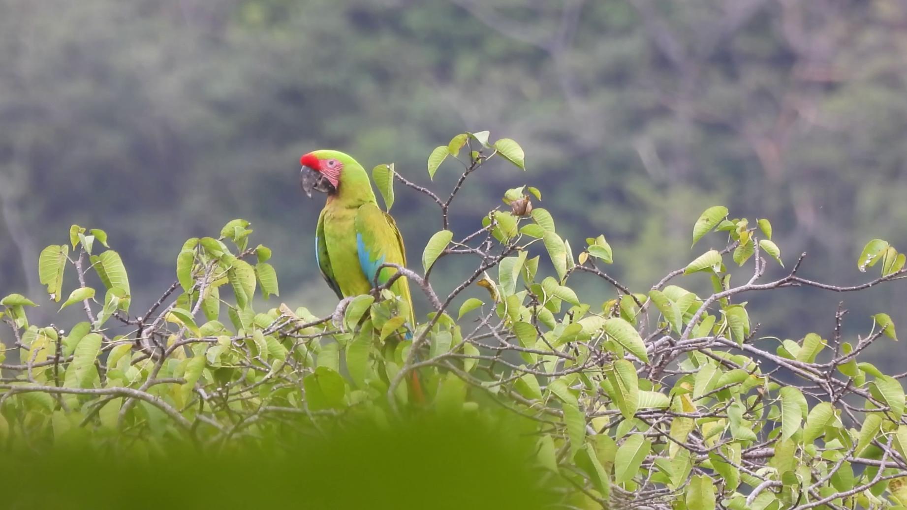 Monitoring large trees in the forest
