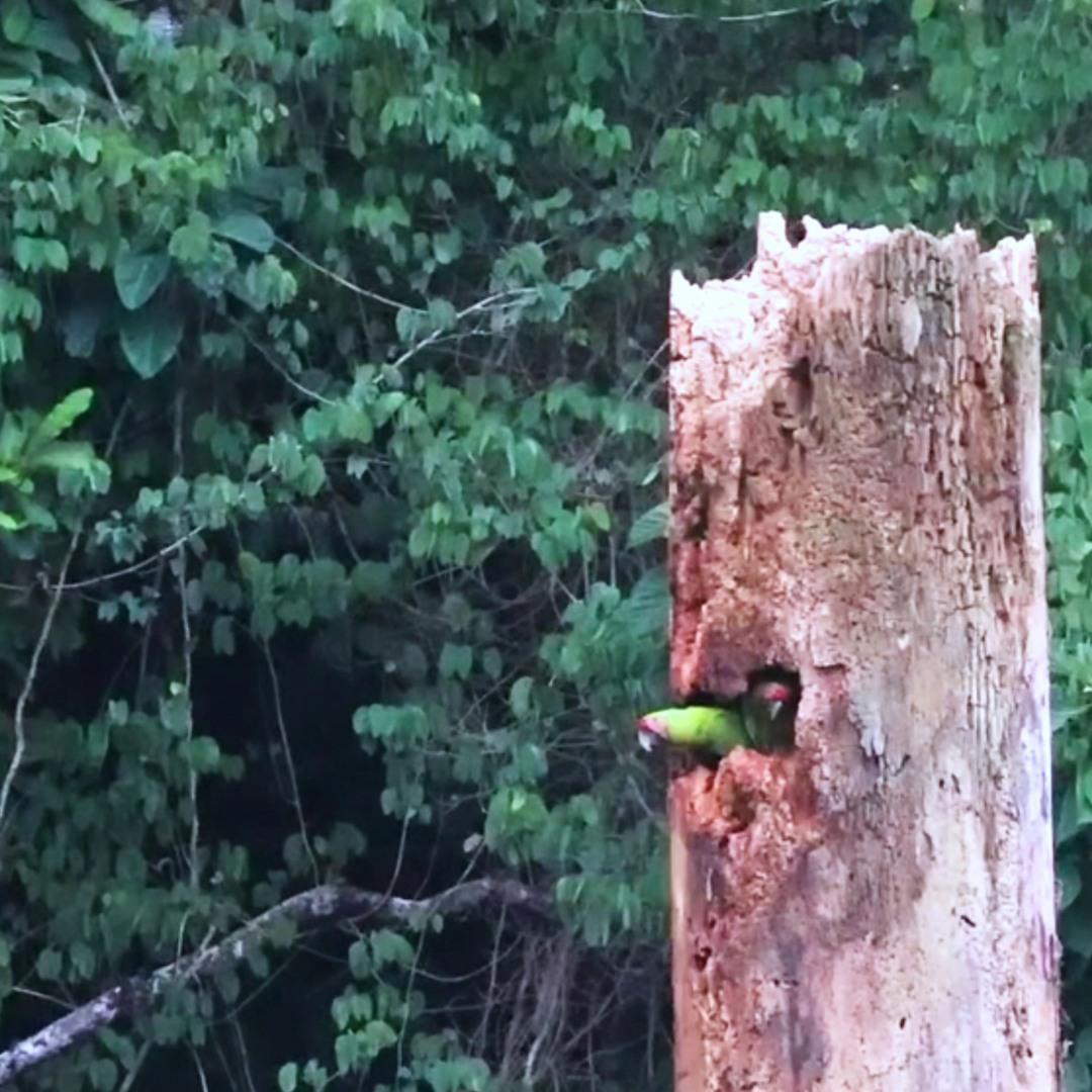 Azuero landscape showing forest fragmentation