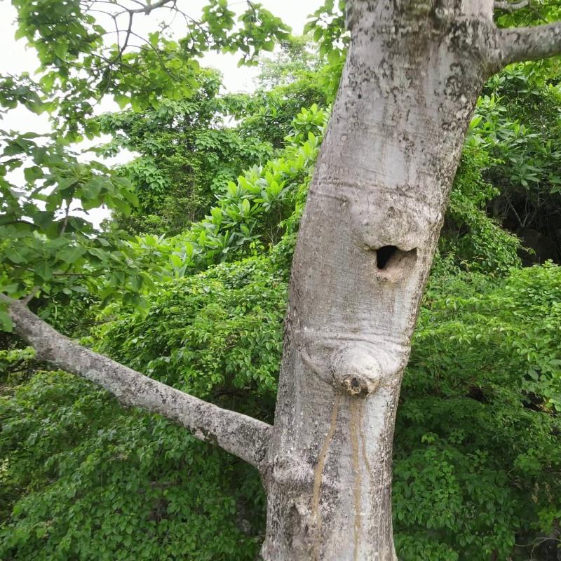 Macaw nest monitoring