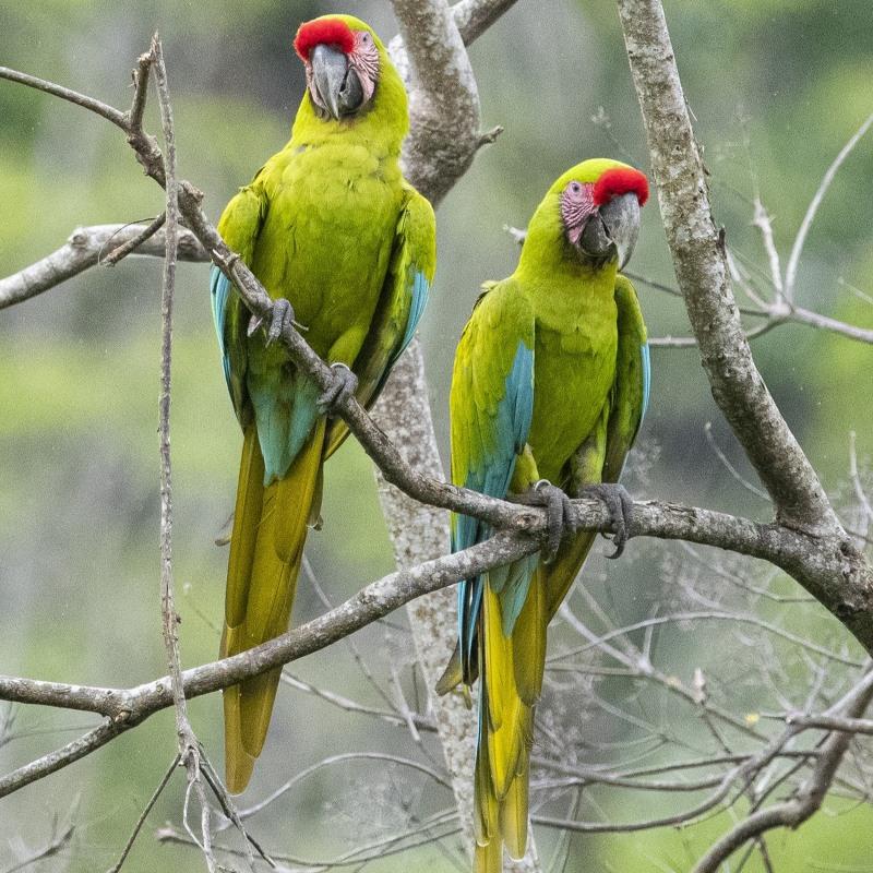 Close-up of a great green macaw