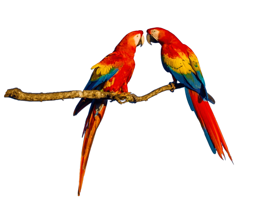 Reforestation and monitoring