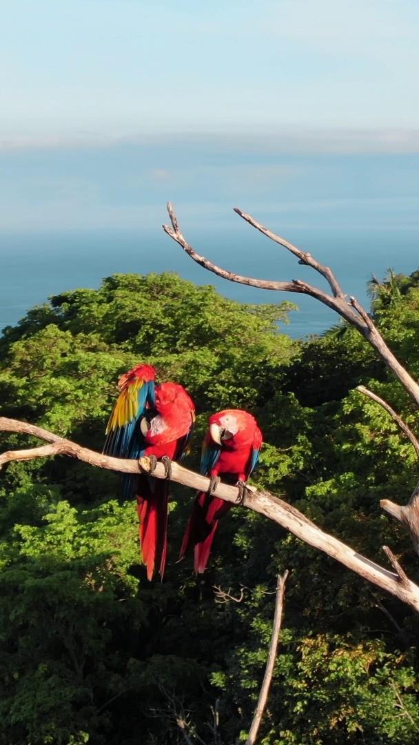 Macaws in Torio, Mariato
