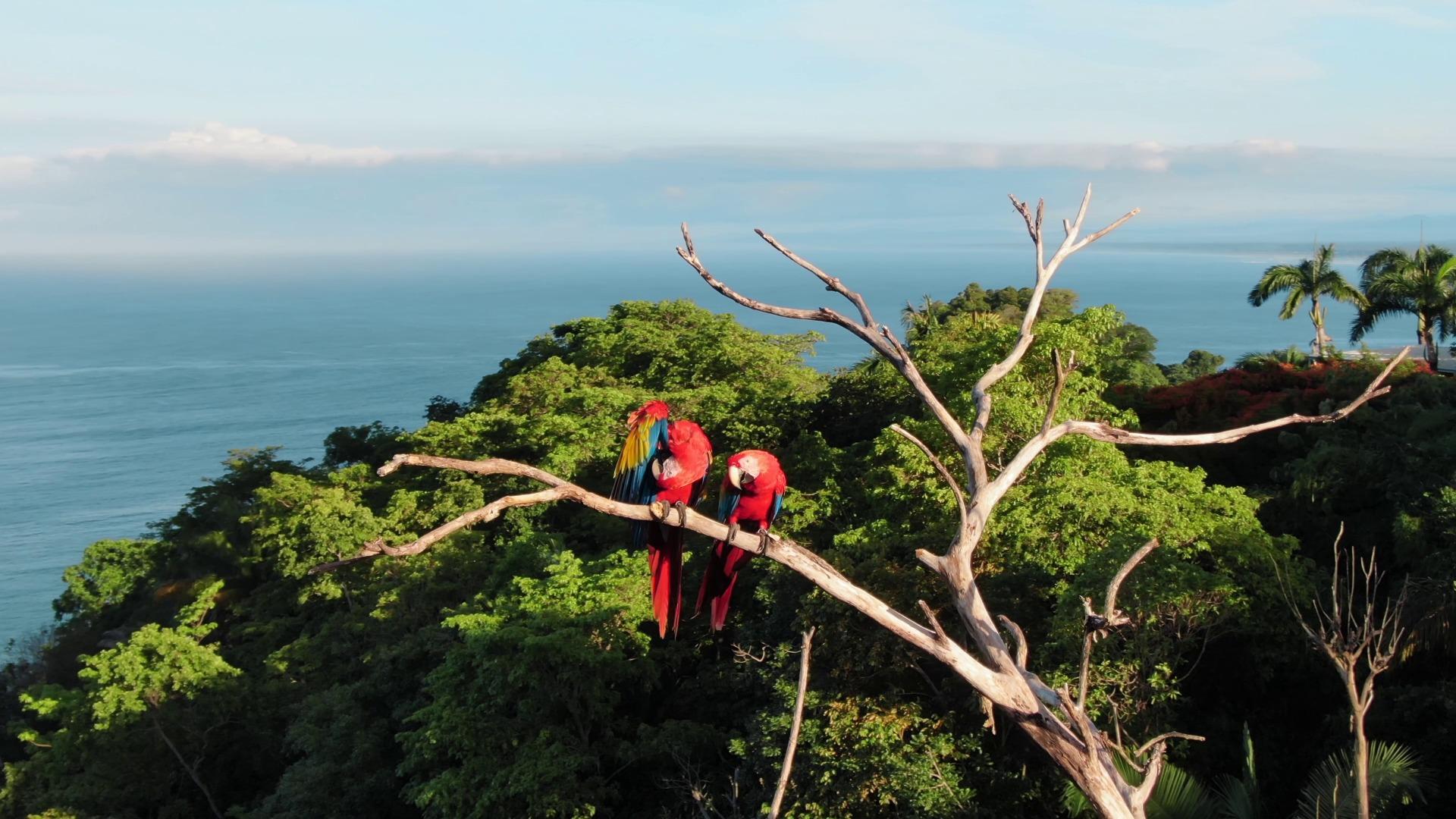 Macaws in Torio, Mariato