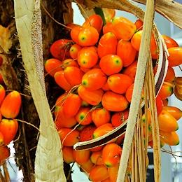 Peach Palm, Bactris gasipaes