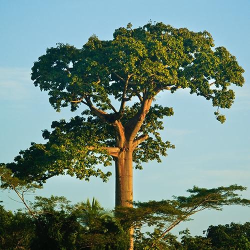 Cuipo, Cavanillesia platanifolia