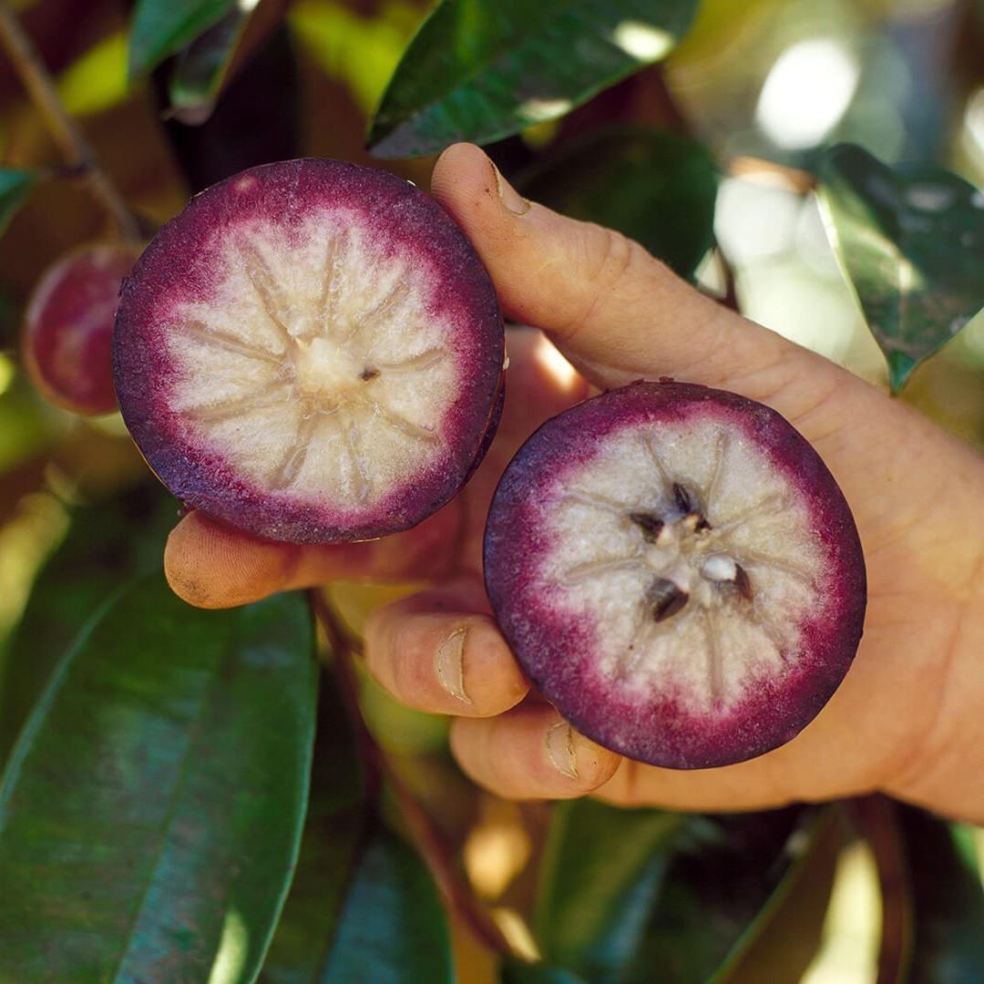 Star apple, Chrysophyllum cainito
