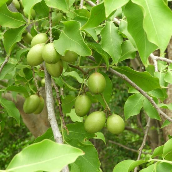 Spanish lime, Melicoccus bijugatus