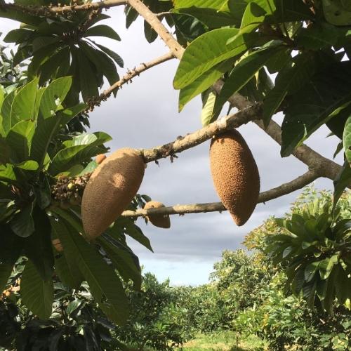 Mamey sapote, Pouteria sapota