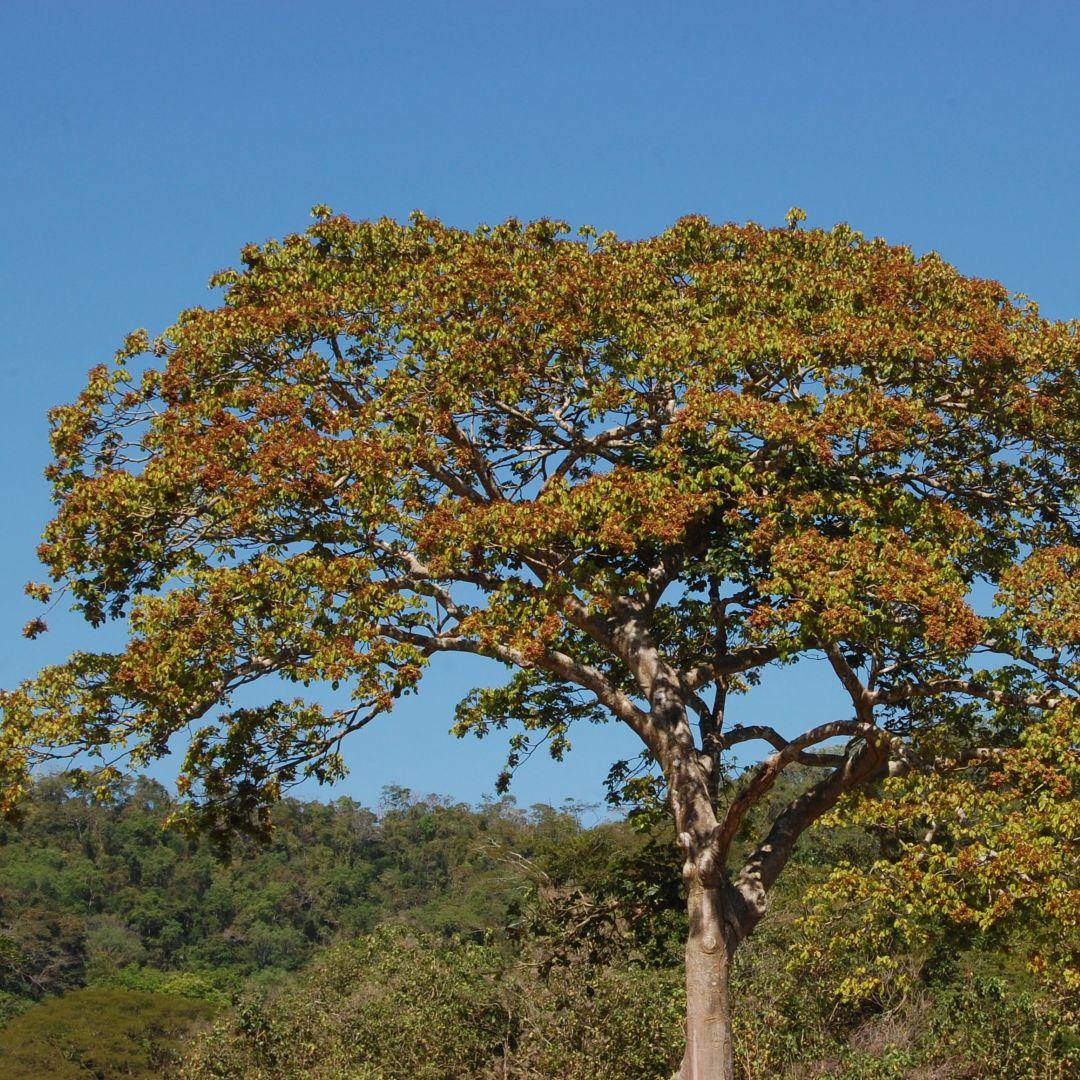 Panama tree, Sterculia apetala