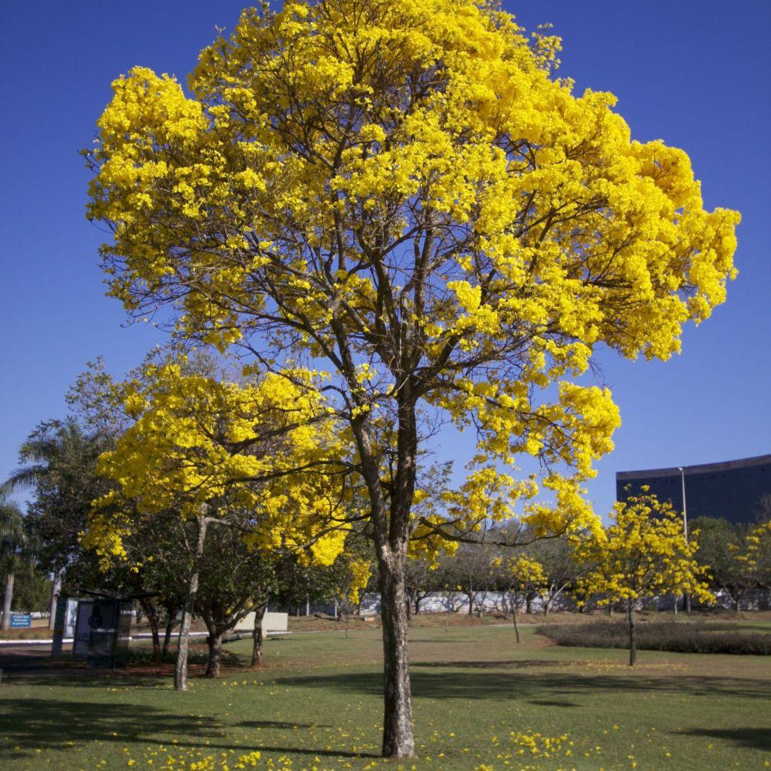 Amazon nargusta, Terminalia amazonia
