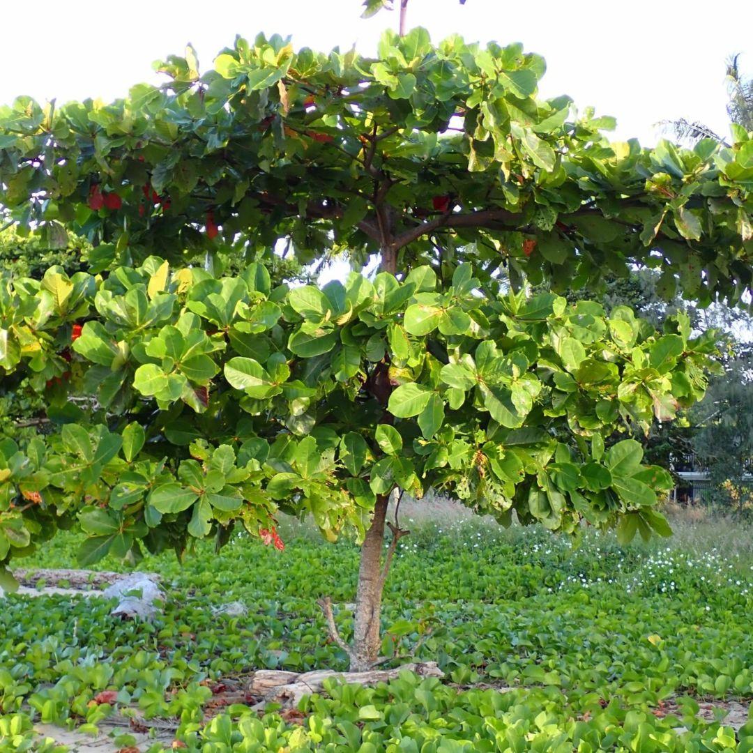 Tropical almond, Terminalia catappa