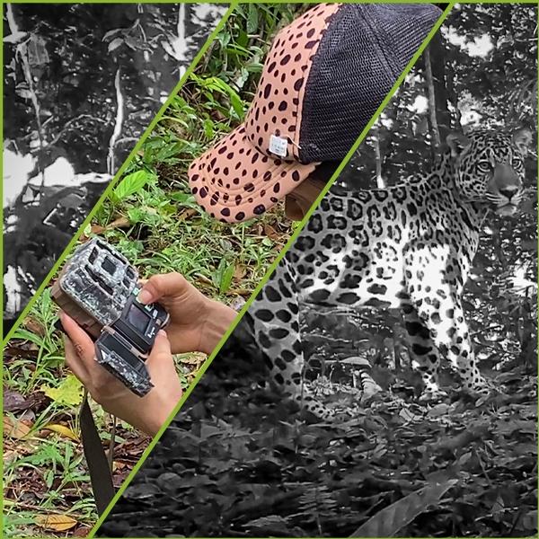 Close-up of a jaguar