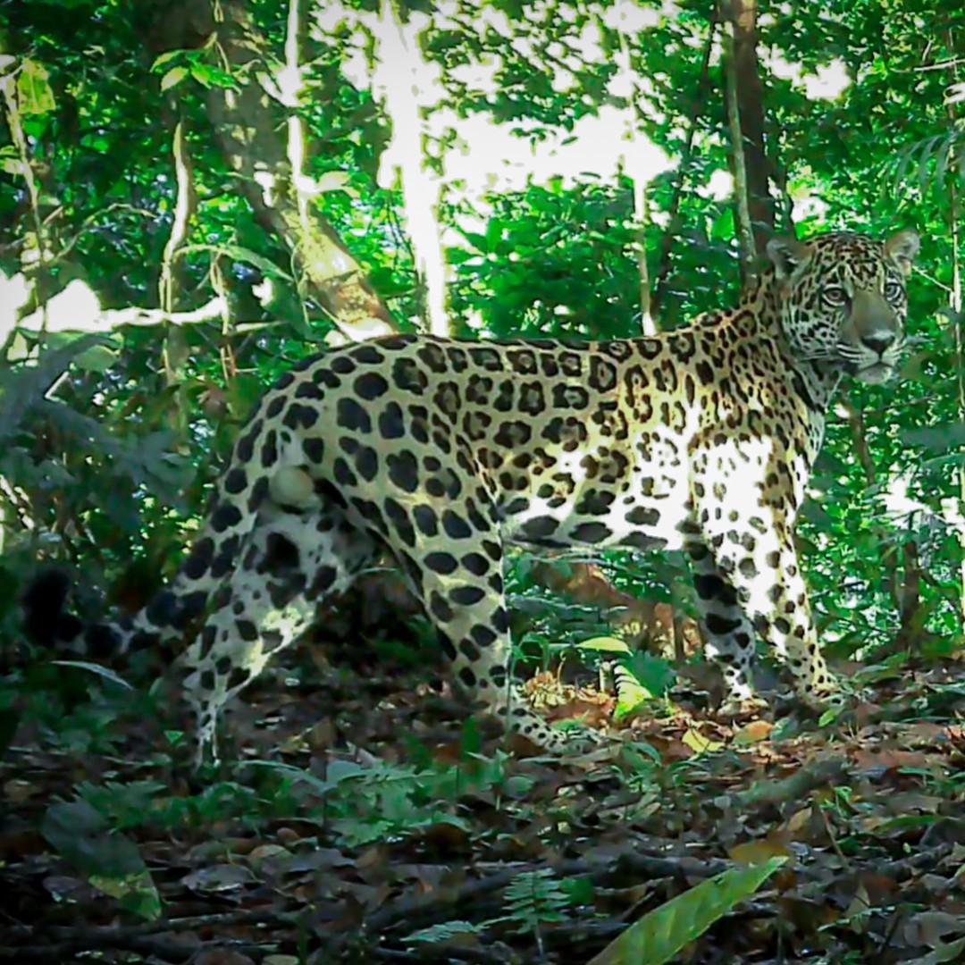 Jaguar in its natural habitat