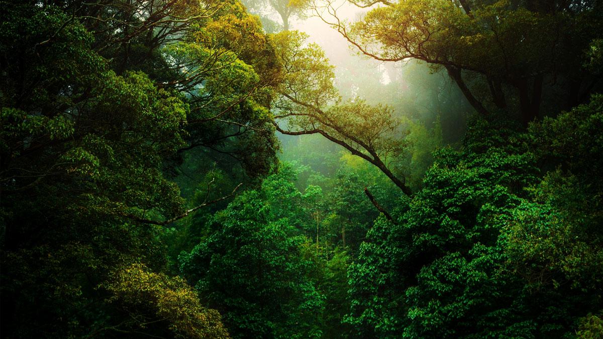 Ecological restoration in Azuero