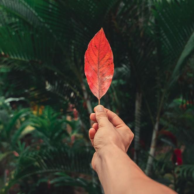 Deforested landscape in Azuero