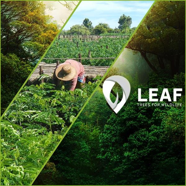LEAF Wildlife - Ecological restoration of Azuero
