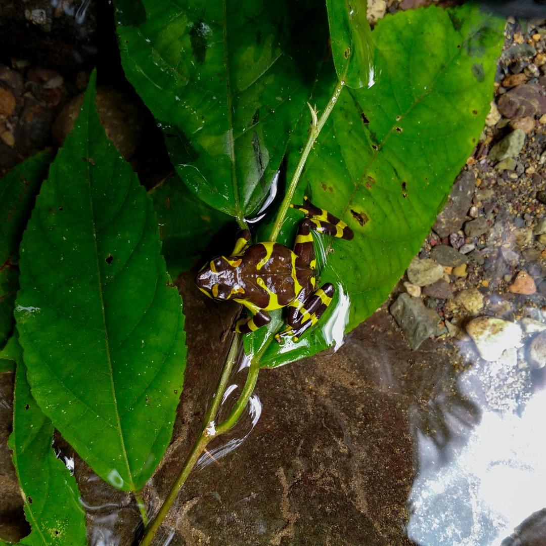 Harlequin frog habitat - mountain stream
