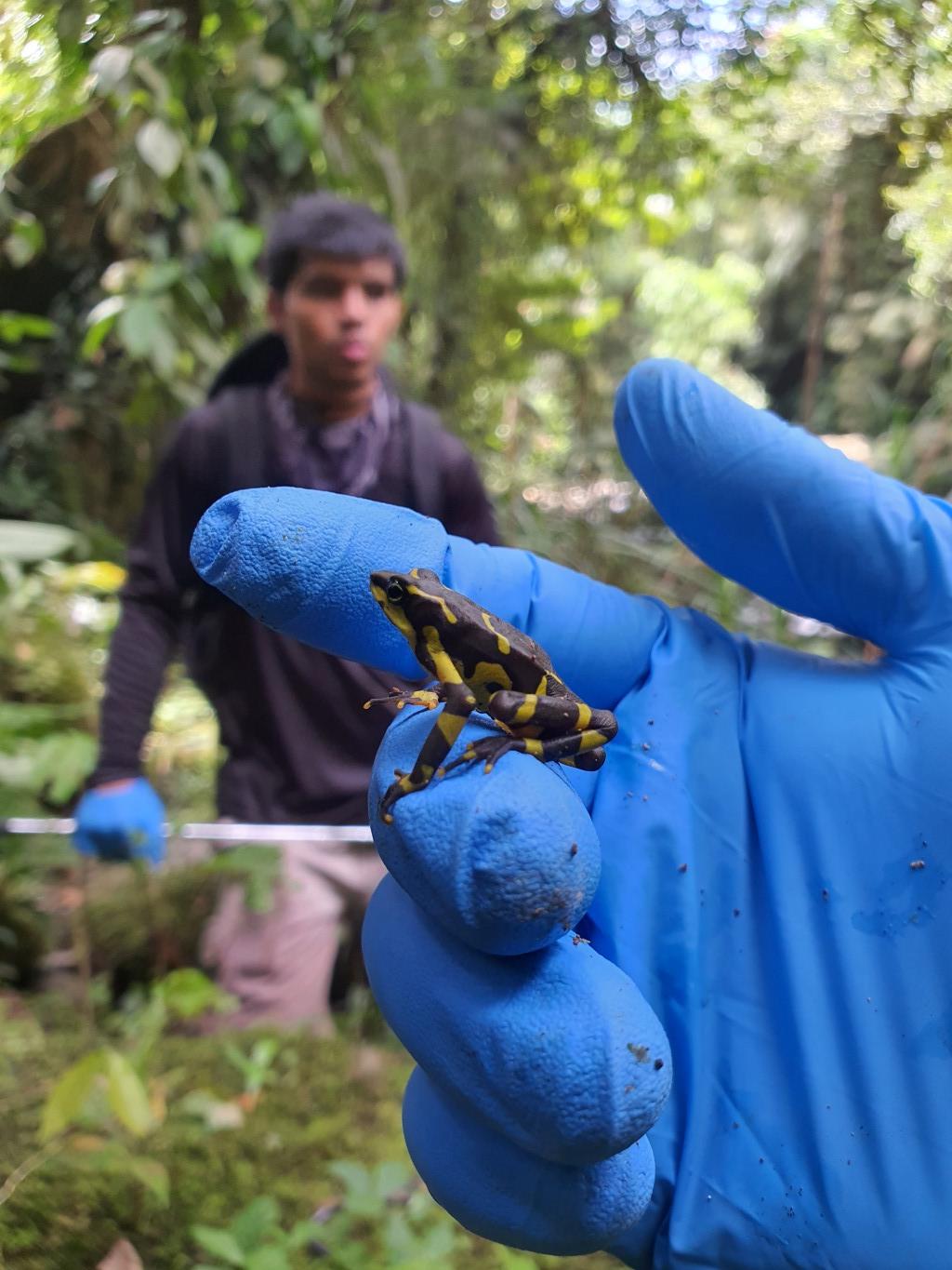 Harlequin Frog gallery 01