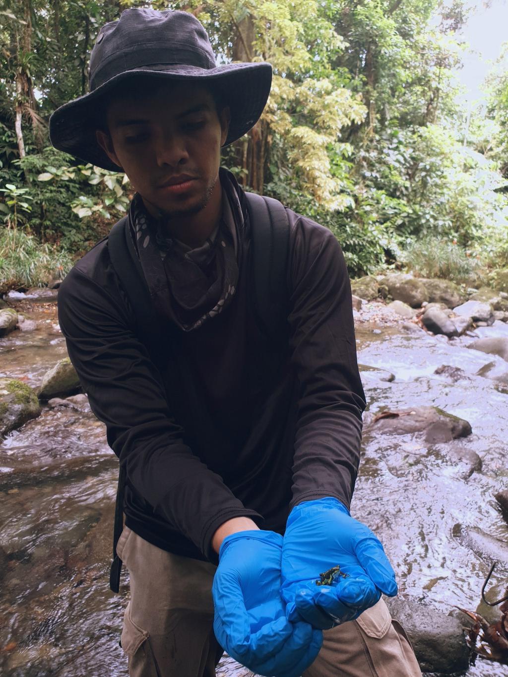 Harlequin Frog gallery 02