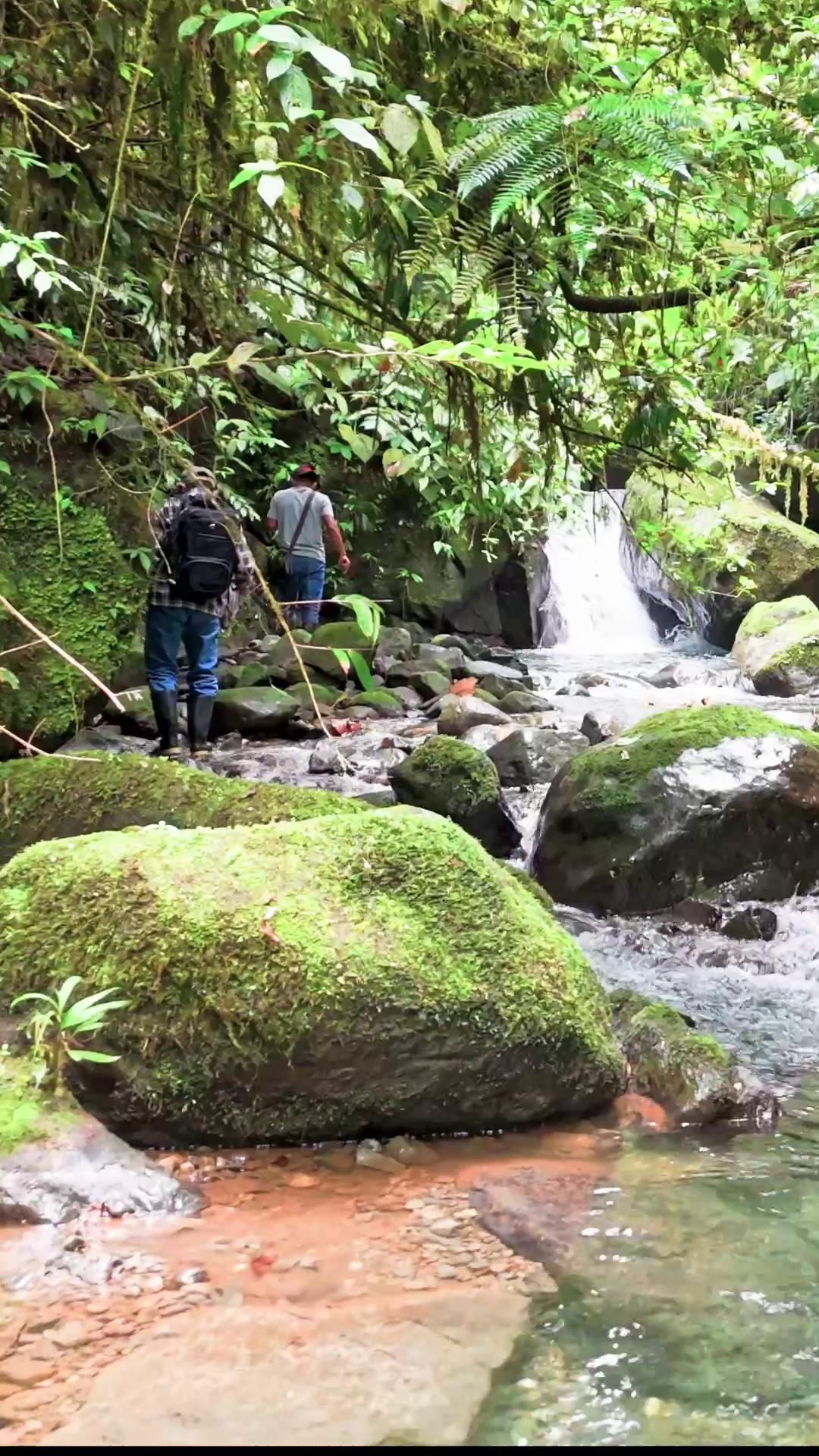 Harlequin Frog gallery 03