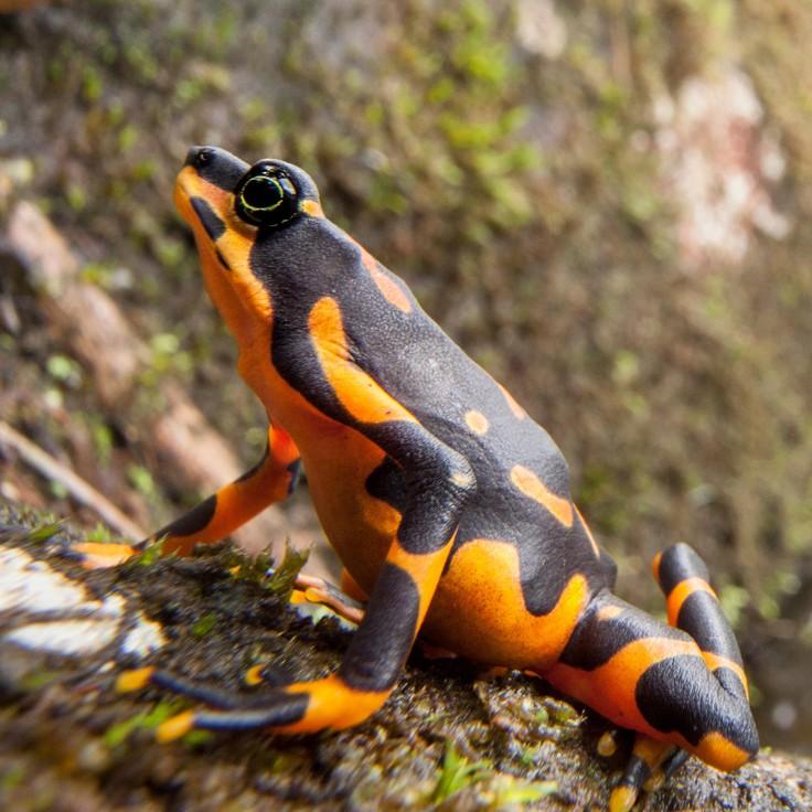 Sponsor a Frog - Panamanian Harlequin Frog