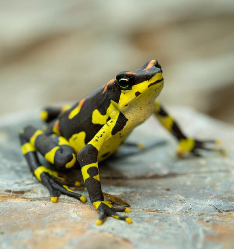 Harlequin Frog