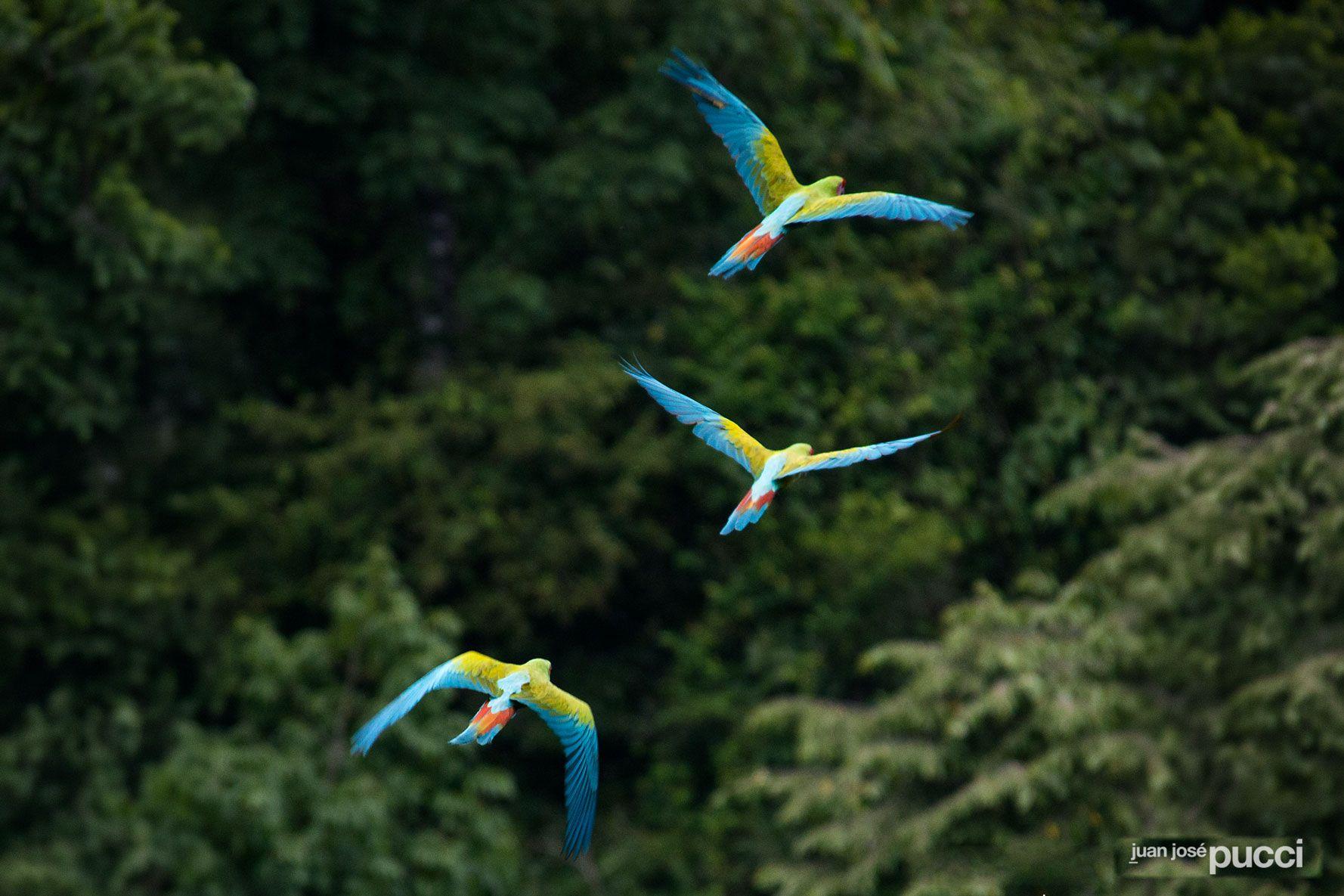 Best Birdwatching Locations in Panama (2026 Guide)