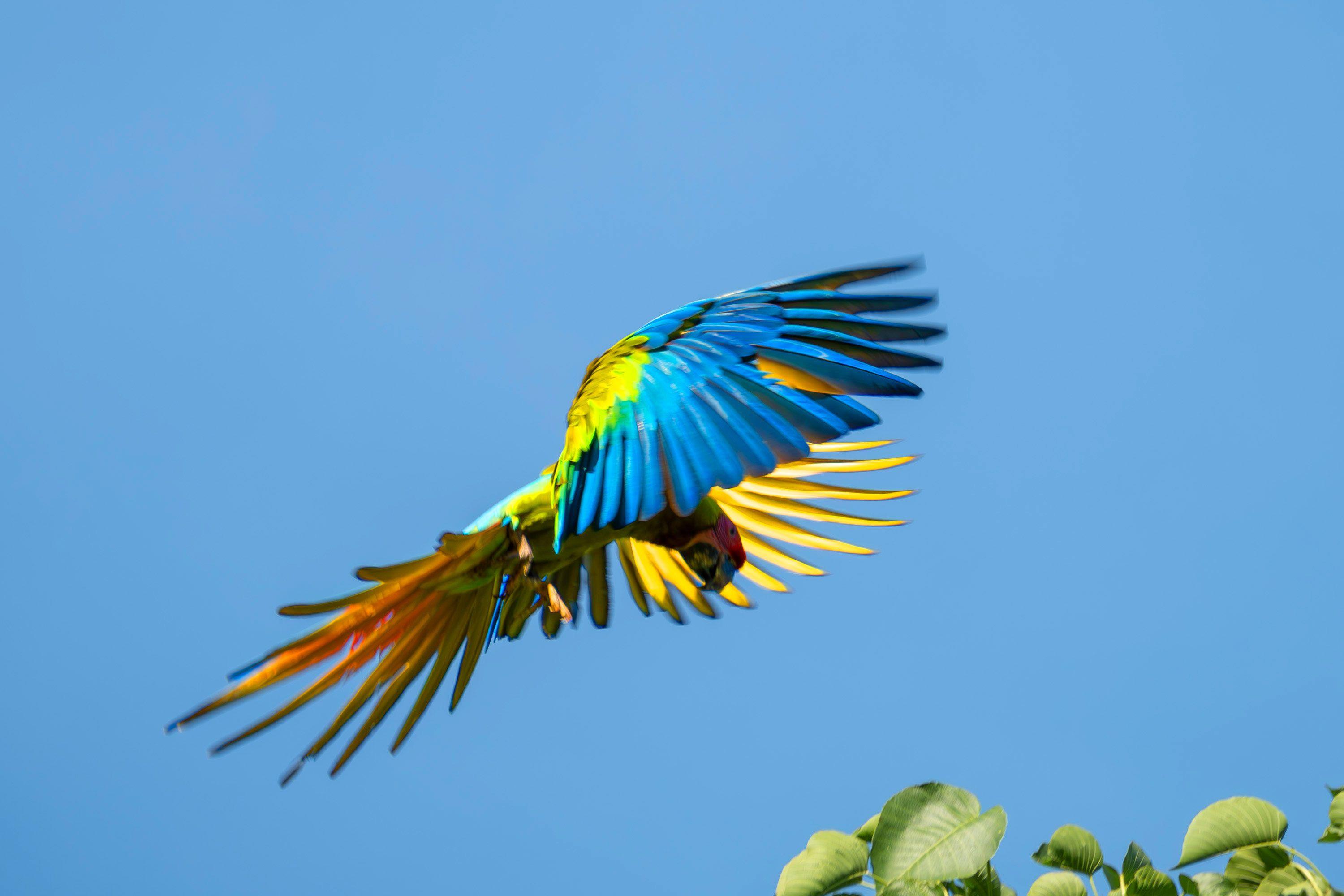 Great Green Macaw flying above rainforest canopy in Panama