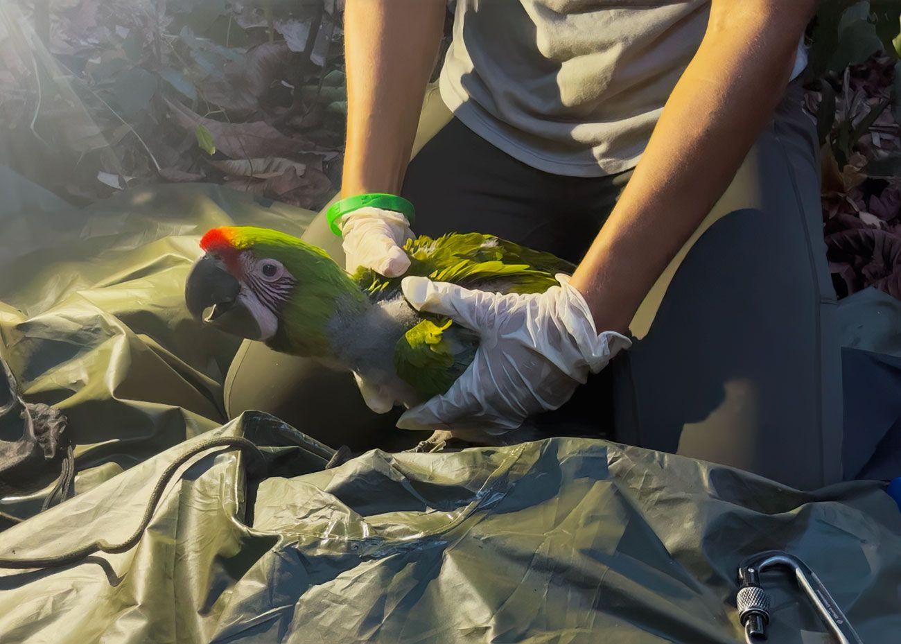 Researchers monitoring a Great Green Macaw chick during a conservation project in Panama