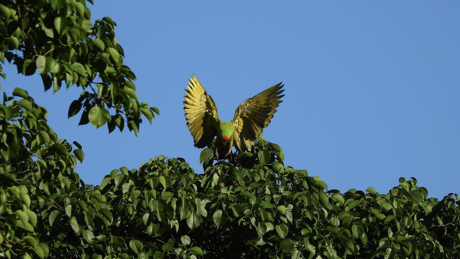 Guacamaya verde en libertad descendiendo sobre el dosel del bosque en Cerro Hoya, Azuero, Panamá.