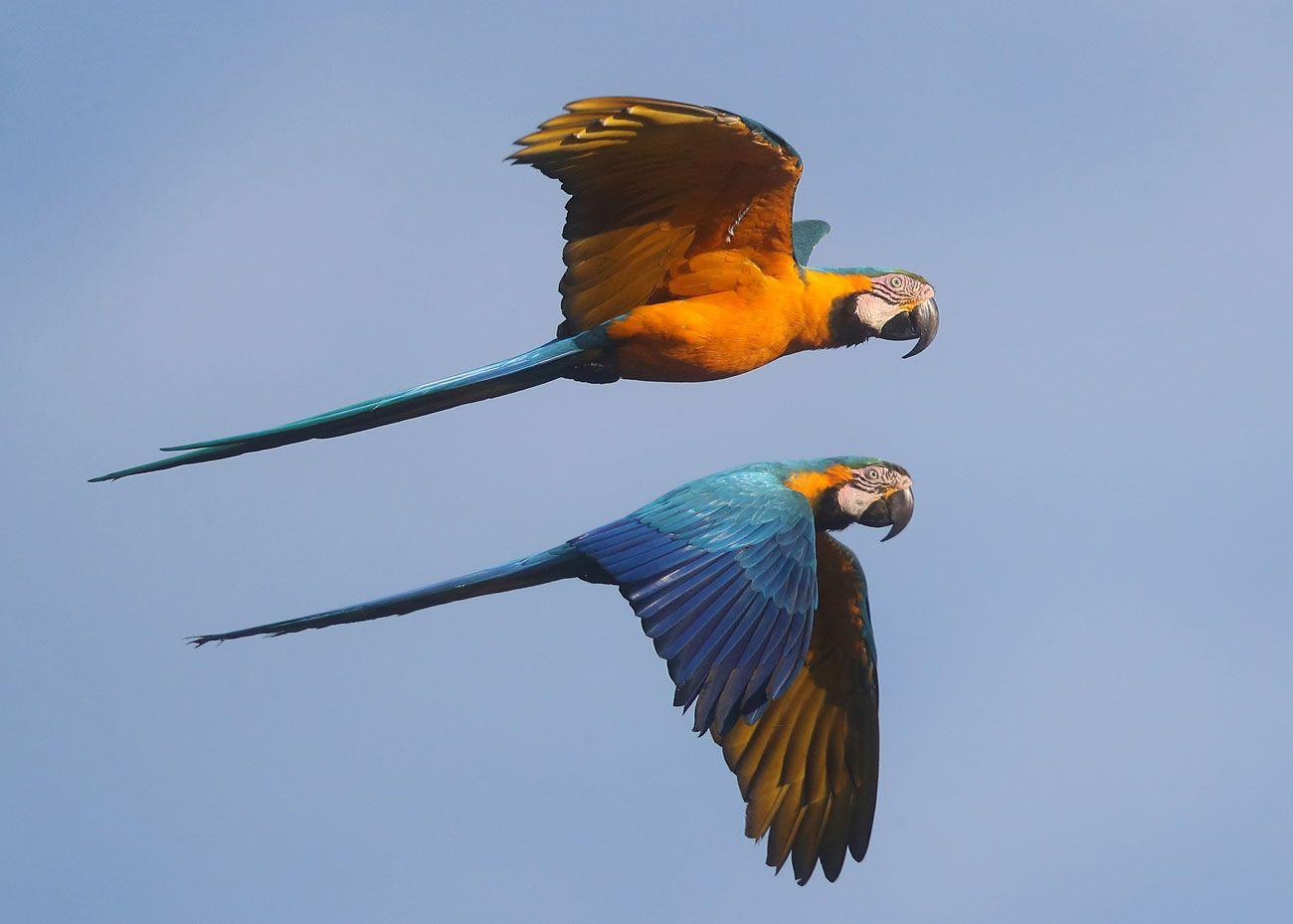 Two Blue-and-yellow Macaws flying together against a blue sky with blue wings and golden bodies.