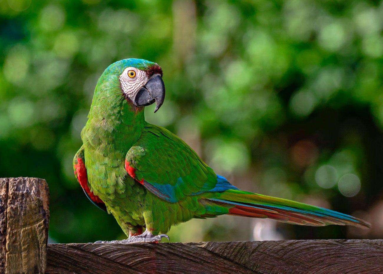 Chestnut-fronted Macaw perched on a wooden rail with green plumage, chestnut forehead and blue wing feathers.
